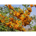 High Quality Seabuckthorn Oil Softgel, Seabuckthorn Oil & Seabuckthorn Extract